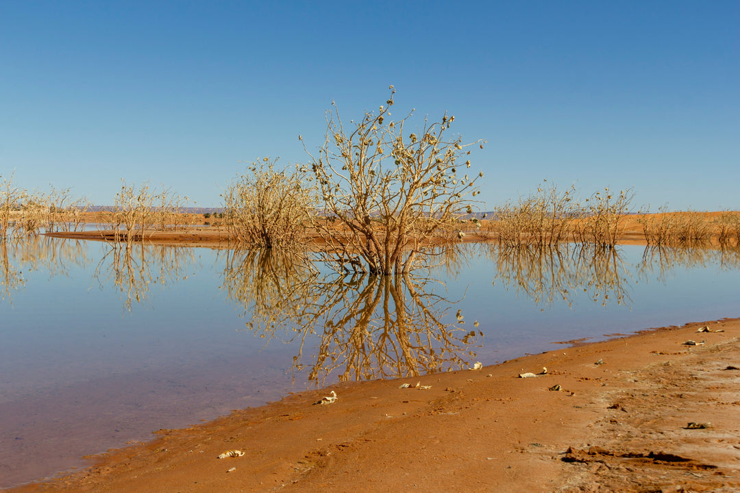 The Urgent Need to Save Water: Protecting Our Future One Flush at a Time